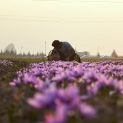 A man sits in a field of purple flowers.